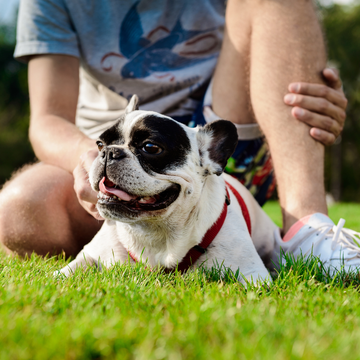 THE ULTIMATE GUIDE TO KEEPING YOUR DOG HAPPY AND HEALTHY