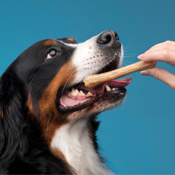 WHY EVERY PET NEEDS A COOLING MAT DURING HOT WEATHER