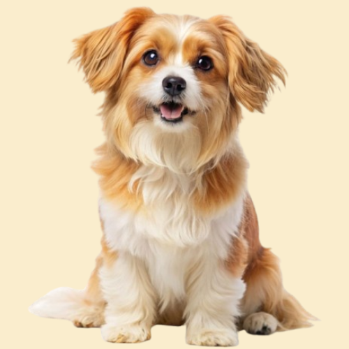 Small dog with brown and white fur sitting on a beige background