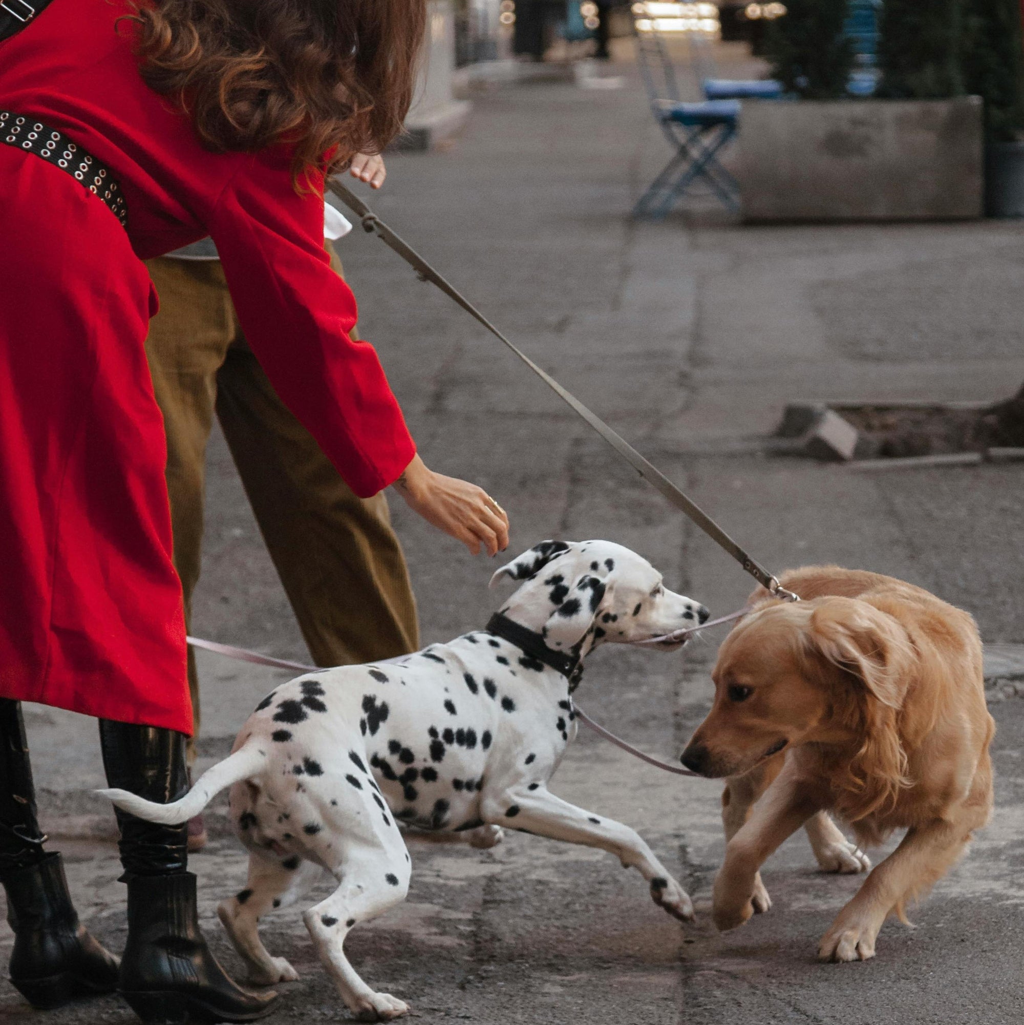 Two dogs, a Dalmatian and a Golden Retriever, on a leash with a person in a red coat and brown pants nearby.